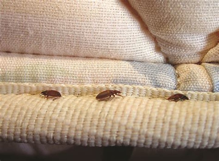 Are bed bugs on top of sheets?