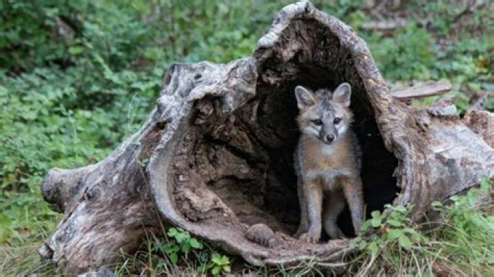 Are fox dens protected?