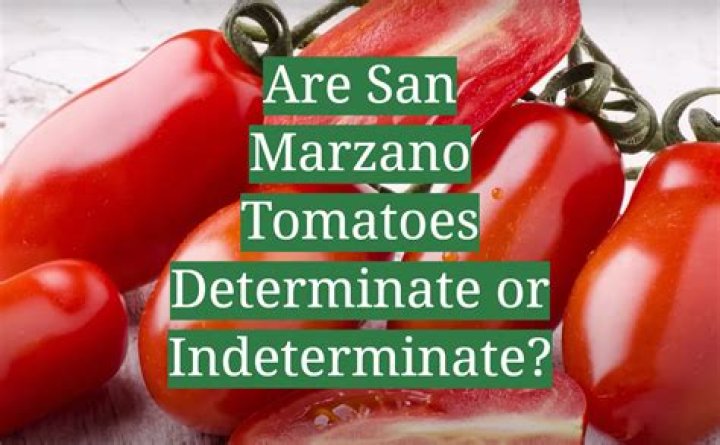Are San Marzano tomatoes really better?