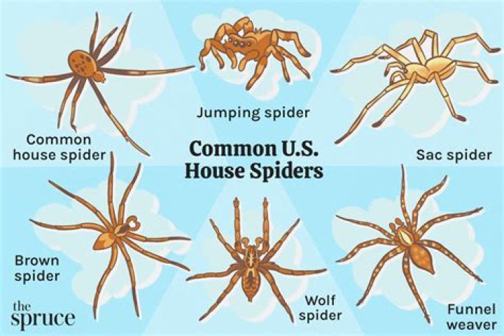 Are spiders good for your house?