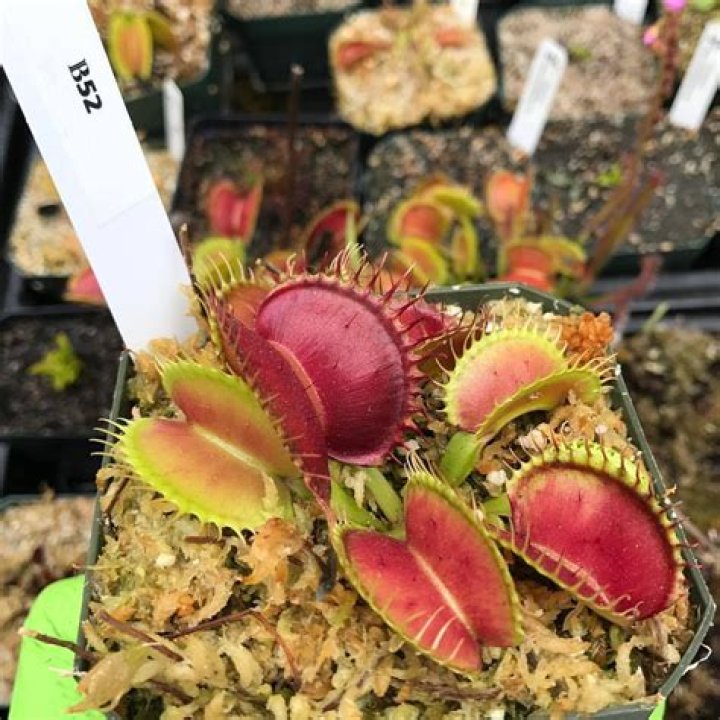 Are there giant Venus flytraps?
