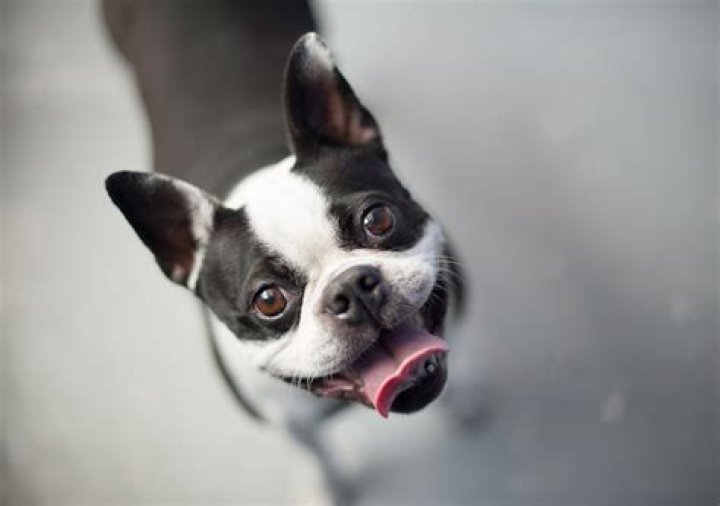 Can a dog live without eyes?