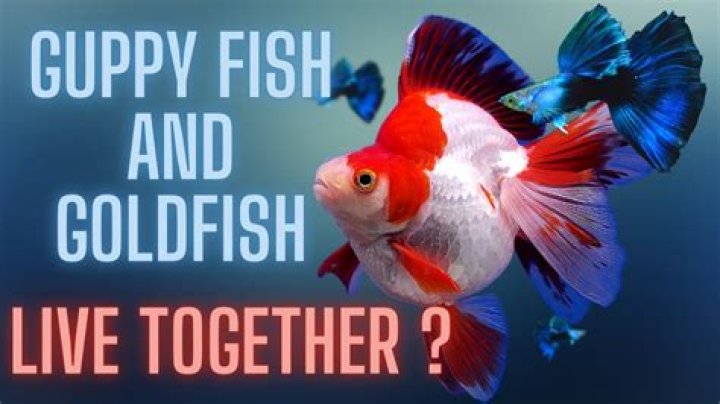 Can baby Oscars live with goldfish?