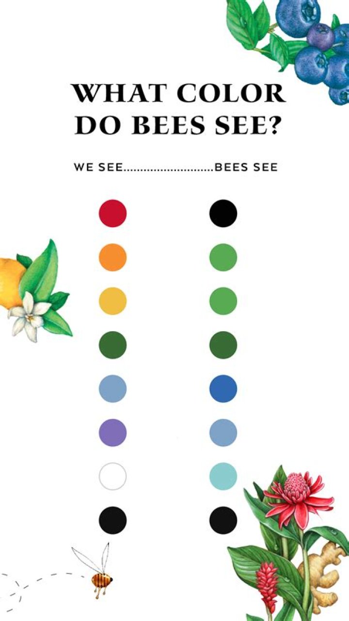 Can bees see red?