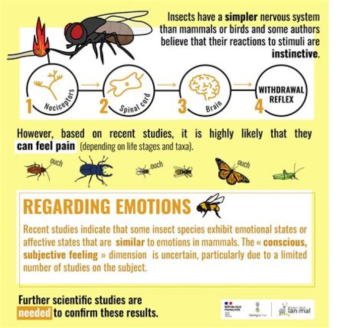 Can bugs feel fear?