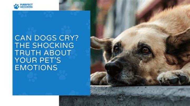 Can dogs cry sadness?