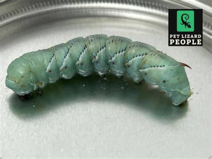 Can hornworms eat dandelions?