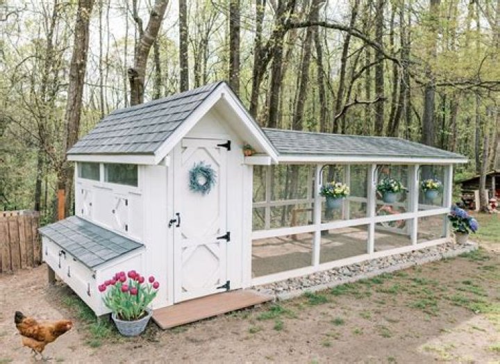 Can I put wood ash in my chicken coop?