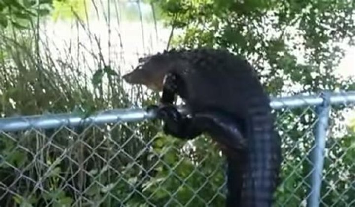Can rats climb fences?