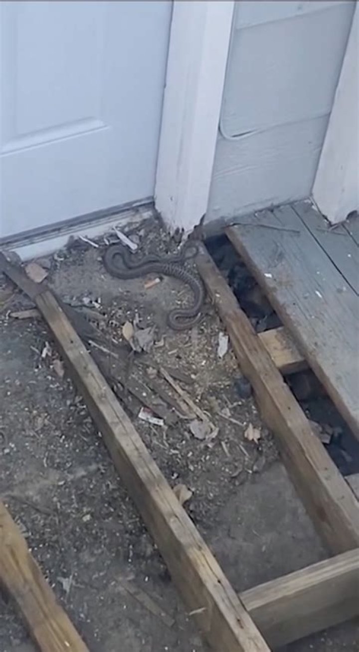 Can snakes get into house through weep holes?
