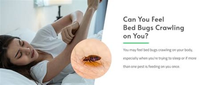 Can you feel bed bugs?