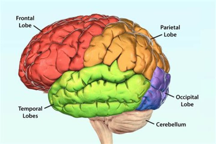 Can you hold a brain?