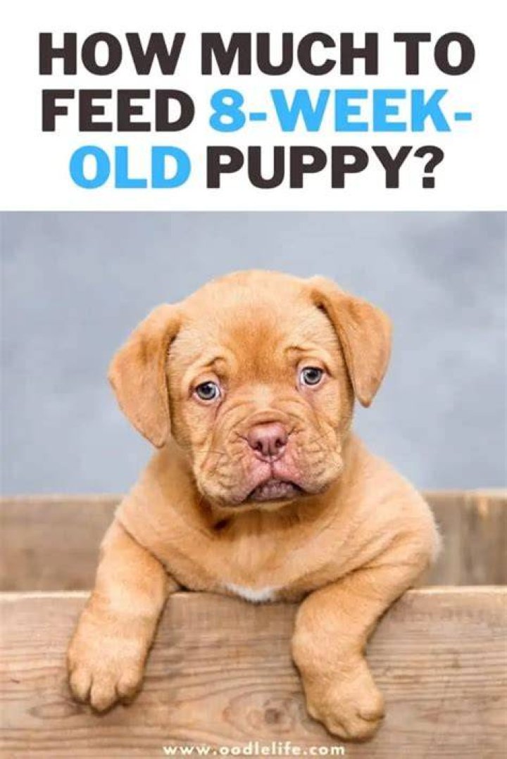 Can you walk an 8 week old puppy on a leash?