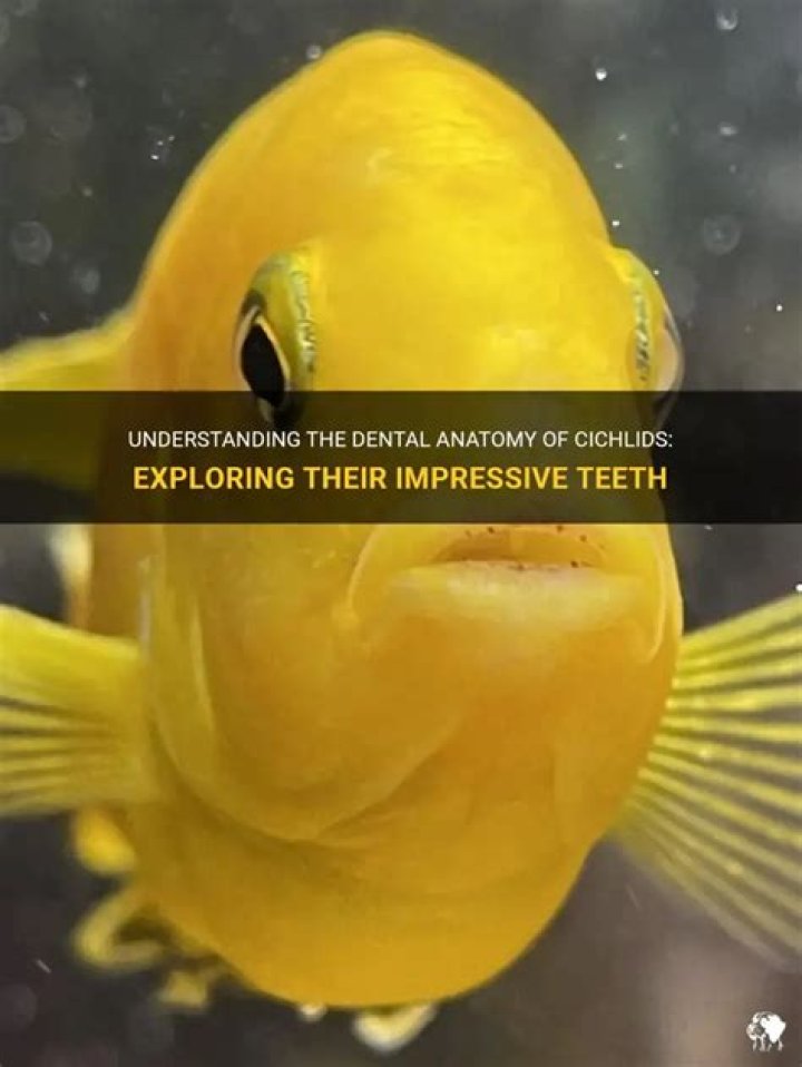 Do all cichlids have teeth?