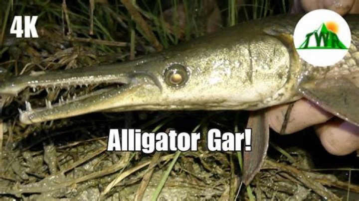 Do alligators eat alligator gar?