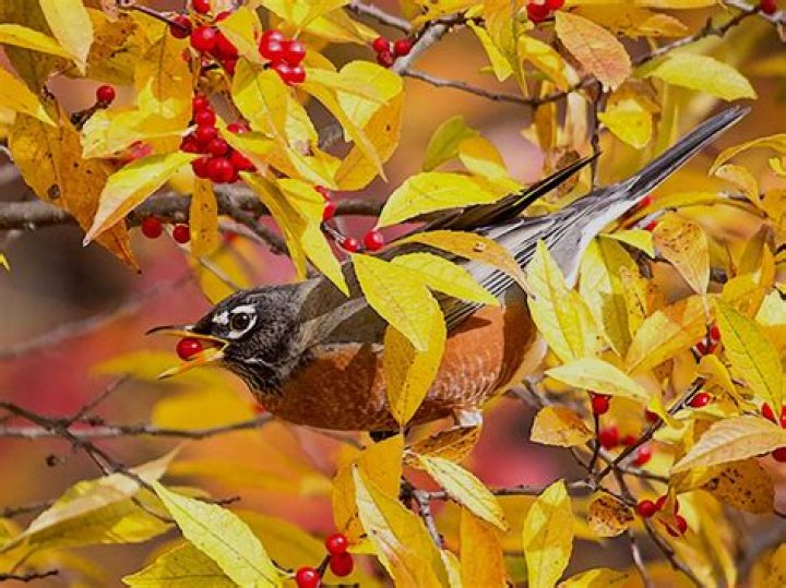 Do birds like dried apple?