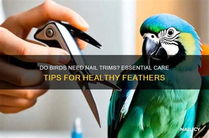 Do birds nails need to be clipped?