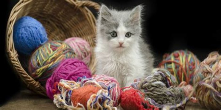 Do cats like perfume?