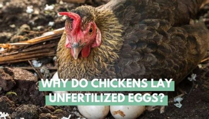 Do chickens lay unfertilized eggs?