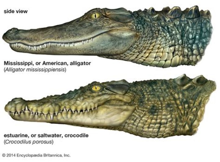 Do crocs and alligators live together?