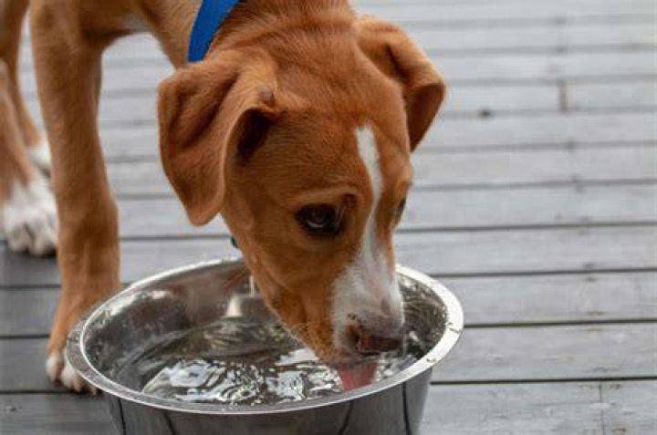 Do dogs with pancreatitis drink a lot of water?