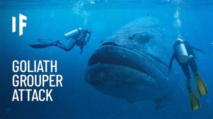Do groupers attack divers?
