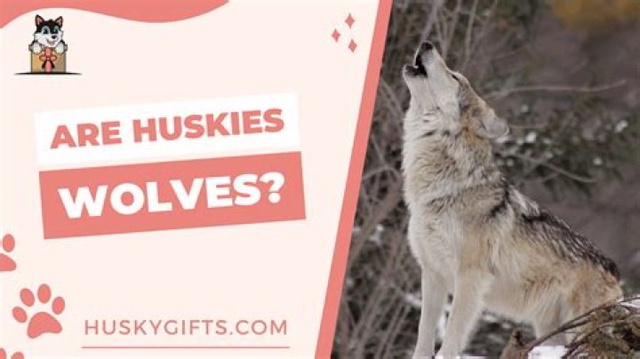 Do huskies share DNA with wolves?