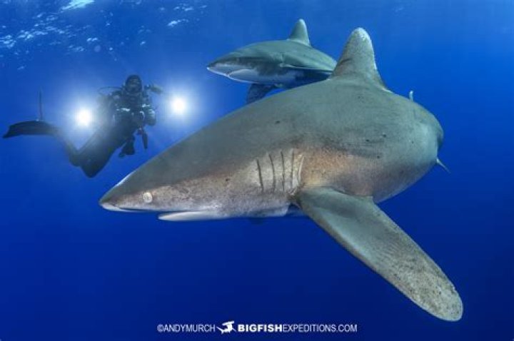 Do Navy SEALs encounter sharks?