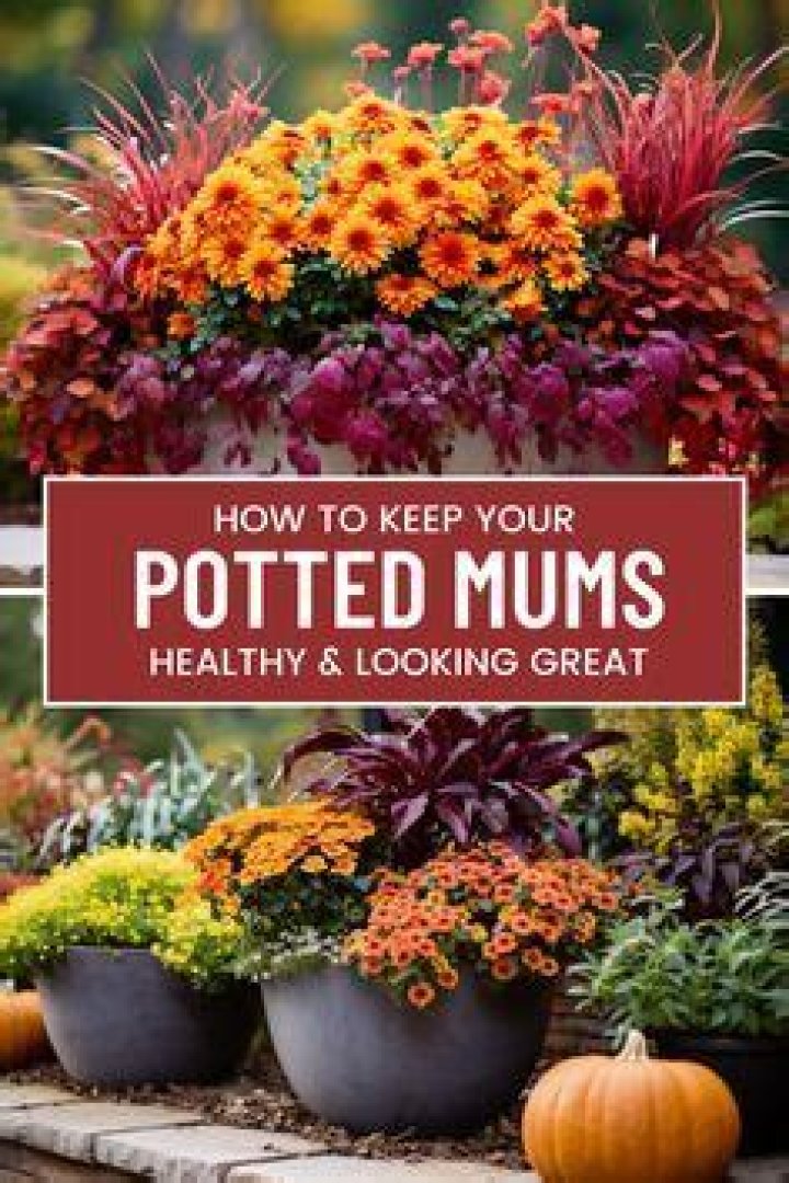 Do potted mums come back every year?