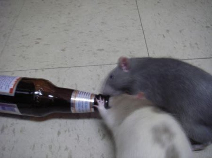 Do rats like beer?