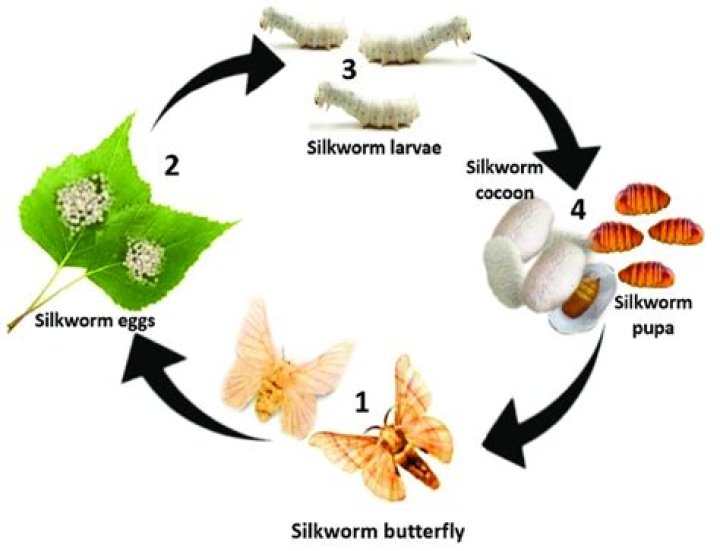 Do silk worms turn into butterflies?