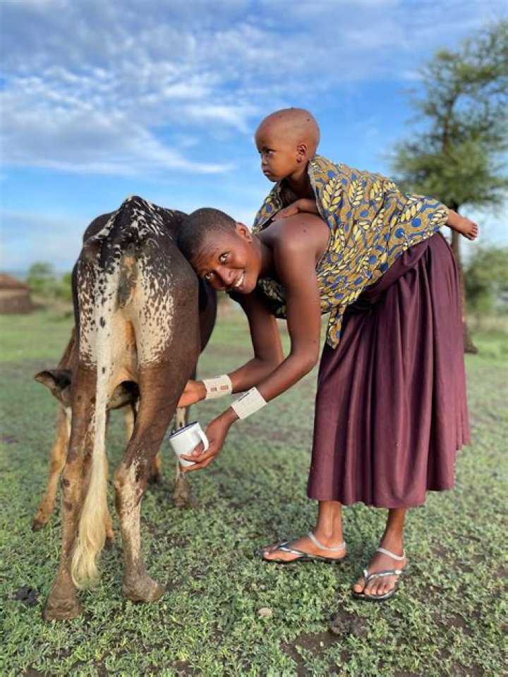 Do the Maasai still drink blood?