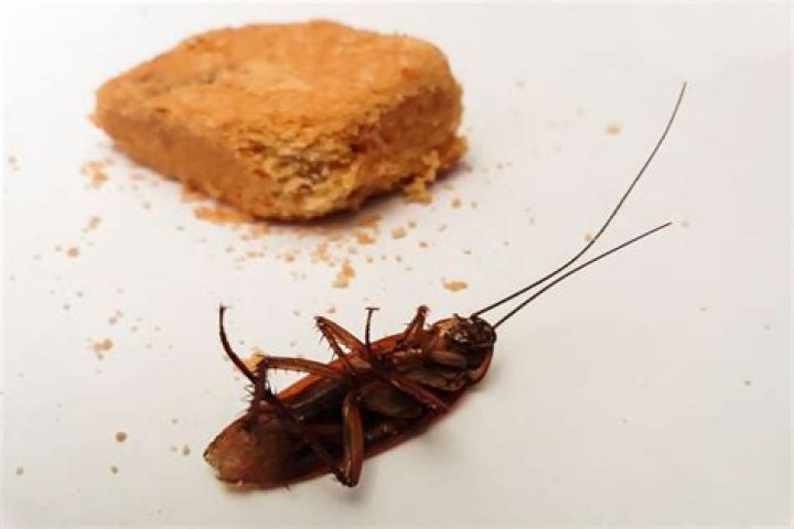 Does vinegar attract roaches?