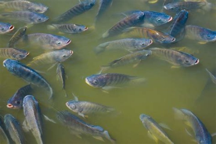 How are tilapia farm raised?