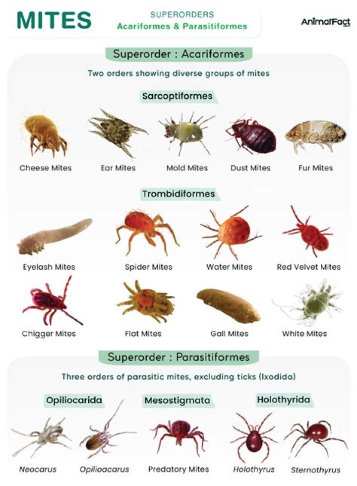 How can you tell the difference between spider mites and soil mites?