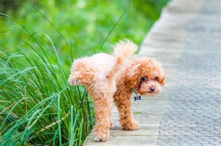 How do girl dogs pee?