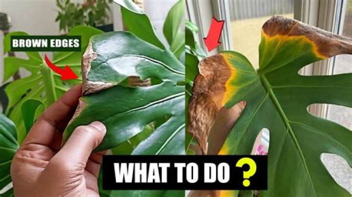 How do I fix my leggy Monstera?