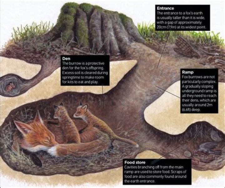 How do I get rid of a fox den under my shed?