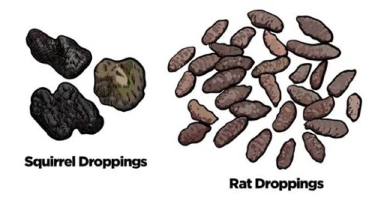 How do you get rid of squirrel droppings?
