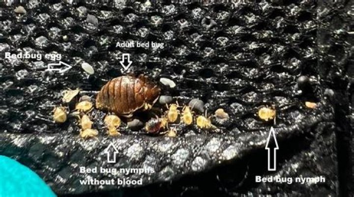 How do you identify bed bug eggs?