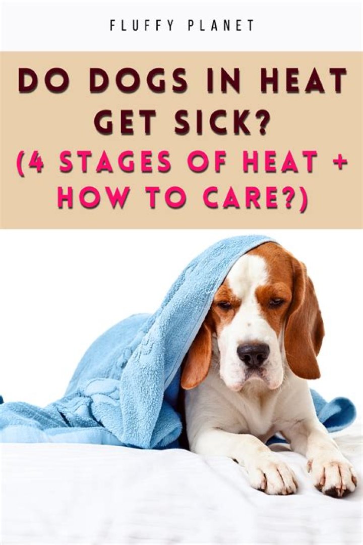 How do you mask a dog's heat smell?