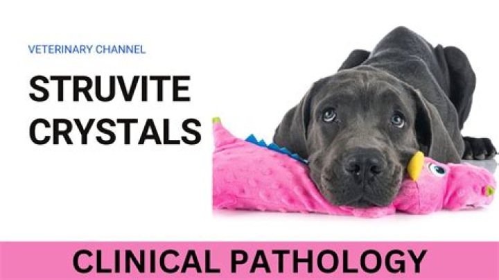 How do you prevent Struvites in dogs?