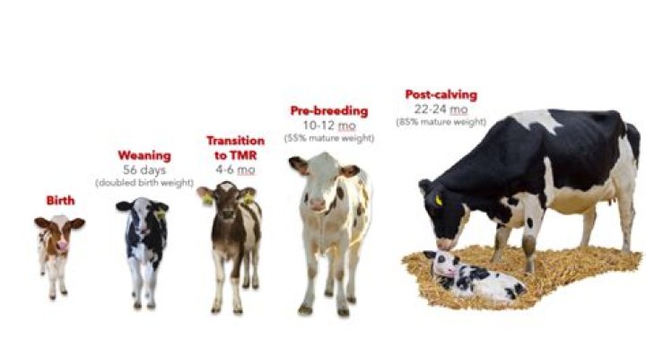 How many cows does it take to make NFL footballs?