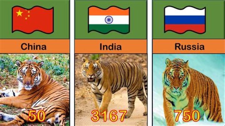 How many tigers are left?