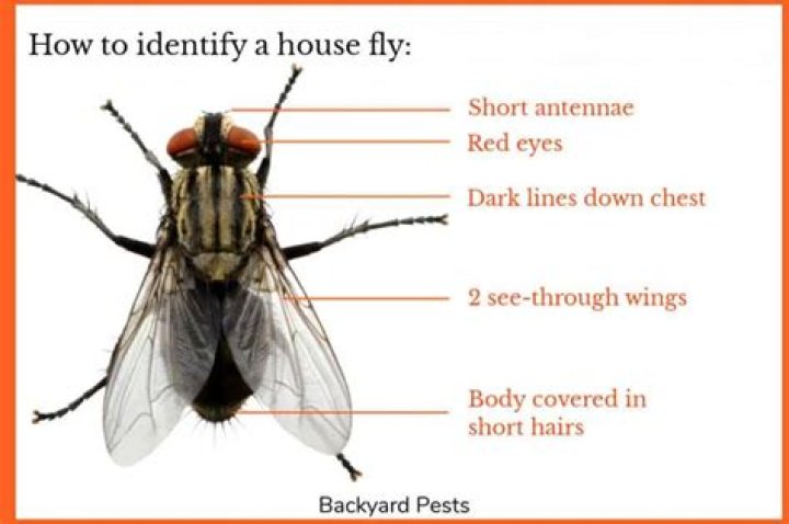 How many wings do flies have?