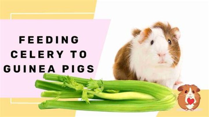 How often can guinea pigs eat celery?
