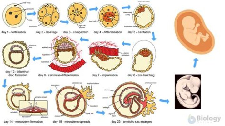 How soon does an embryo split into twins?