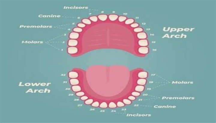 Is it OK to have 24 teeth?