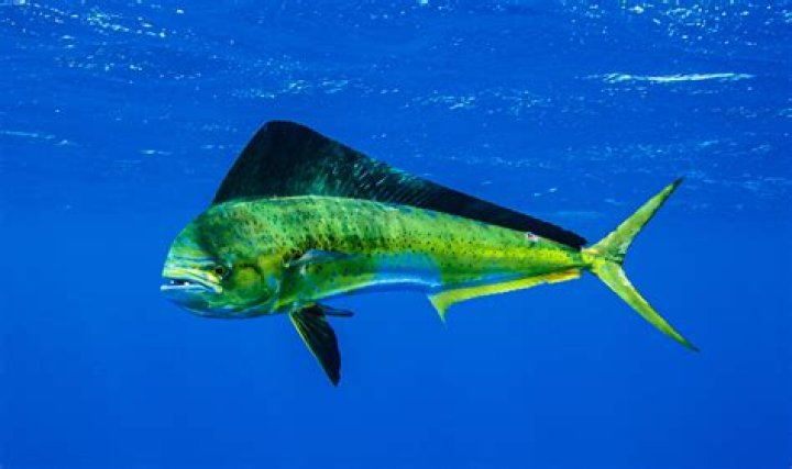 Is Mahi Mahi fish healthy?