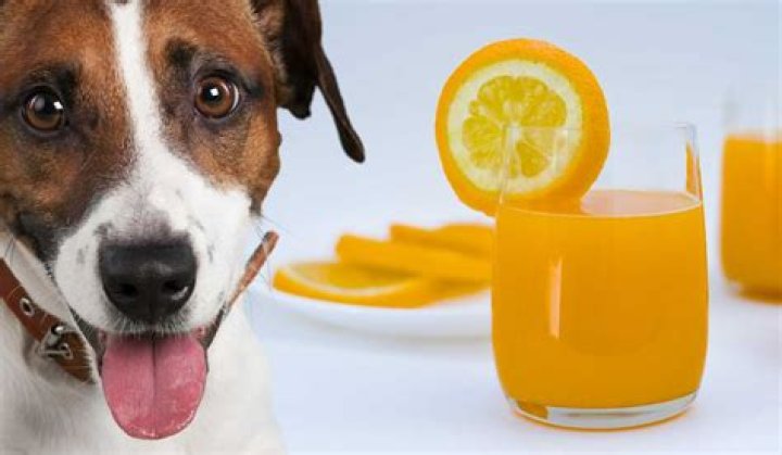 Is Orange Juice poisonous for cats?